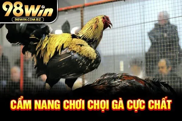 Cẩm nang chơi chọi gà cực chất